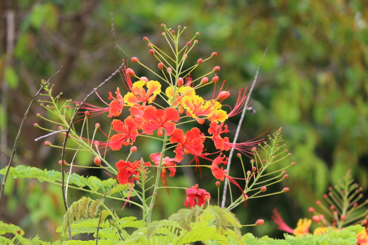 Native cuban flowers blooming