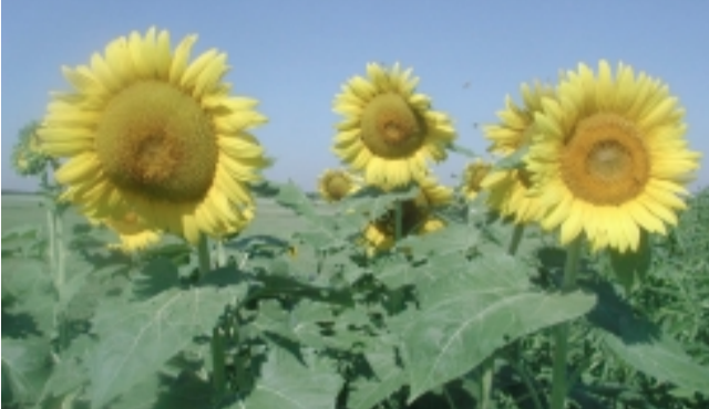 Field of sunflowers. High school education program.