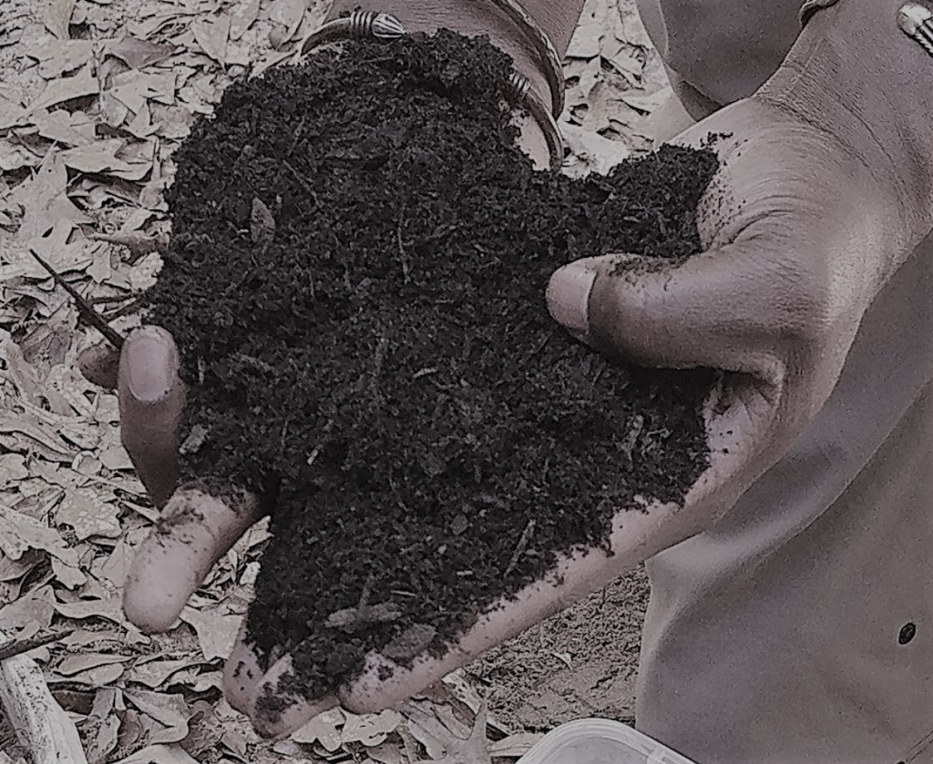 Hands holding soil. Beginning lessons for education