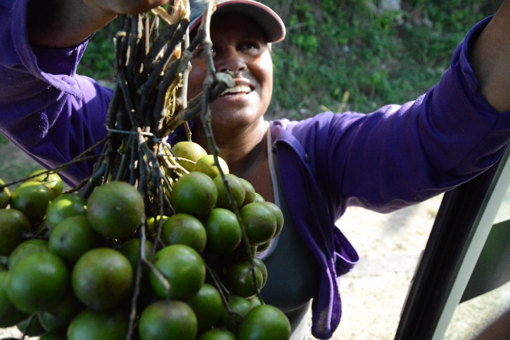 Person holding bushel of limes on Soil & Souls Cuban immersion program